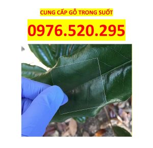 Gỗ Trong Suốt Có Bền Hơn Kính? Câu Trả Lời Sẽ Làm Bạn Bất Ngờ