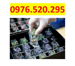 Keo Epoxy Đổ Khuôn: Những Lưu Ý Quan Trọng Khi Thực Hiện